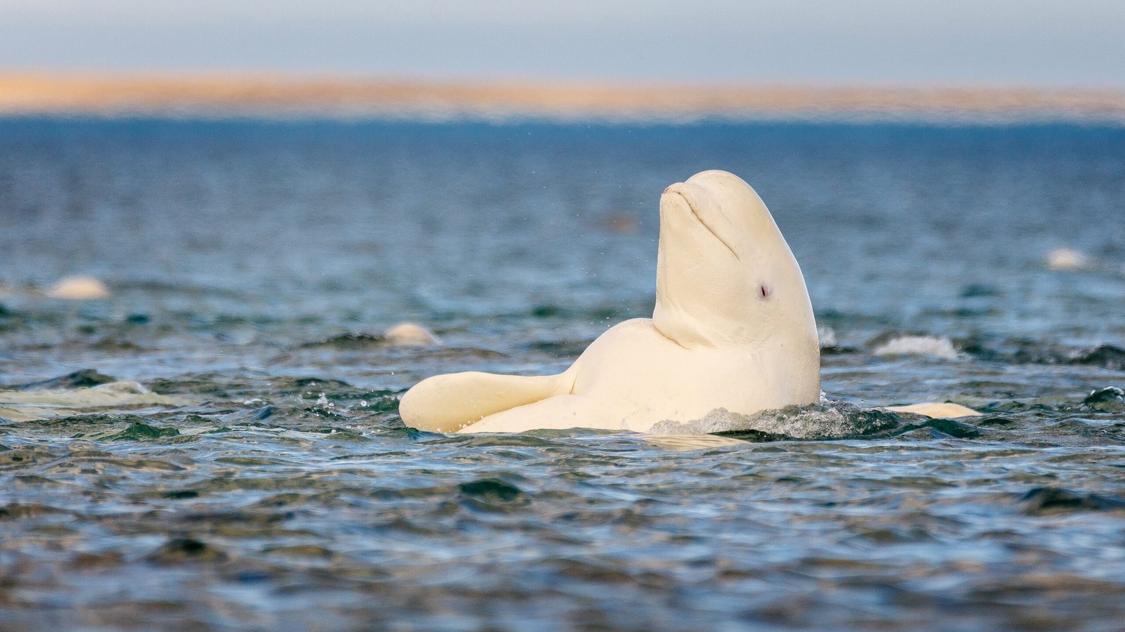Whatever the mirror test tells us, beluga whales pass it Whatever the mirror test tells us, beluga whales pass it