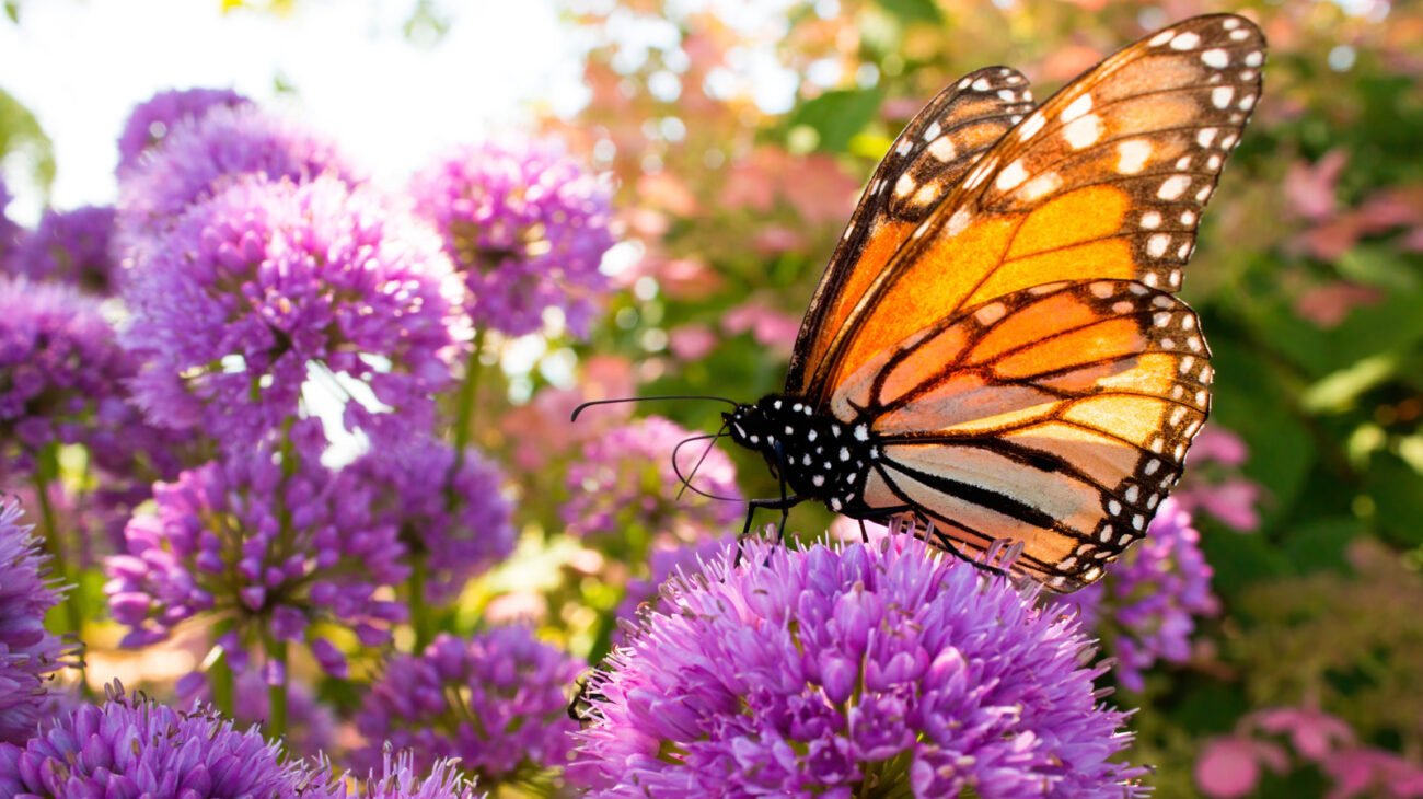 Grow This Summer-Blooming Herb Pollinators Enjoy
