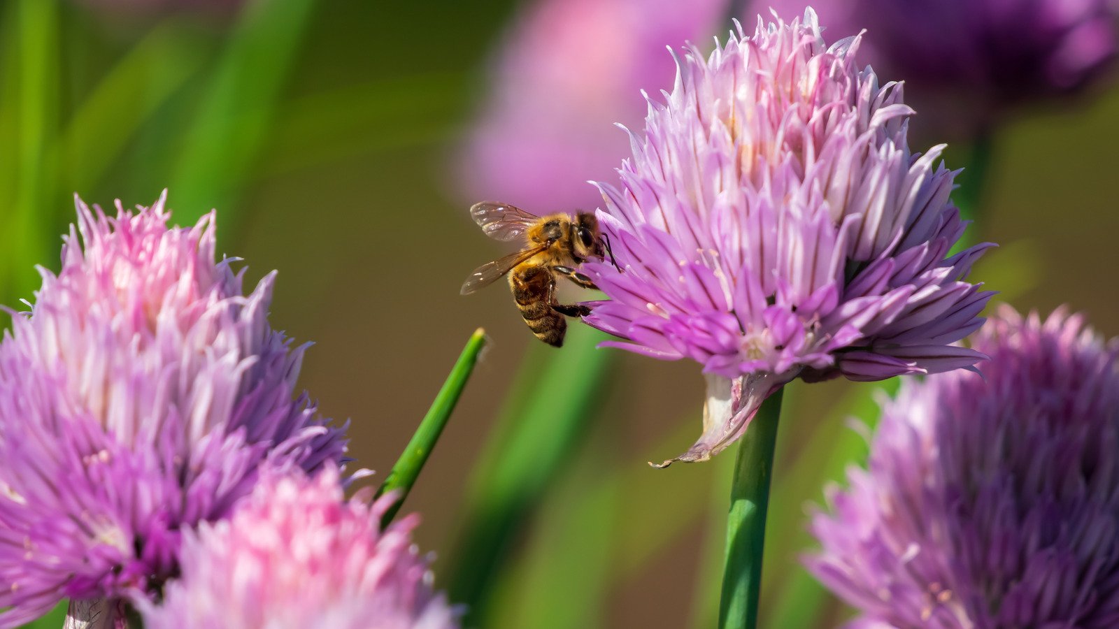 These Hearty Herbs Are Some Of The Best Companion Plants To Keep Deer From Eating Your Fruit Trees These Hearty Herbs Are Some Of The Best Companion Plants To Keep Deer From Eating Your Fruit Trees