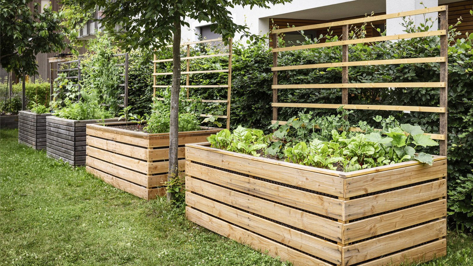 Place This Fruit Around Your Vegetable Garden And Skunks Will Stay Far Away Place This Fruit Around Your Vegetable Garden And Skunks Will Stay Far Away